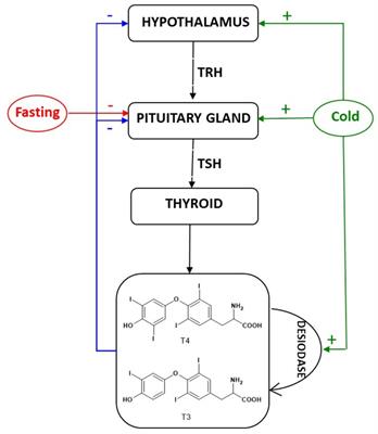 Fecal thyroid hormone metabolites in wild ungulates: a mini-review